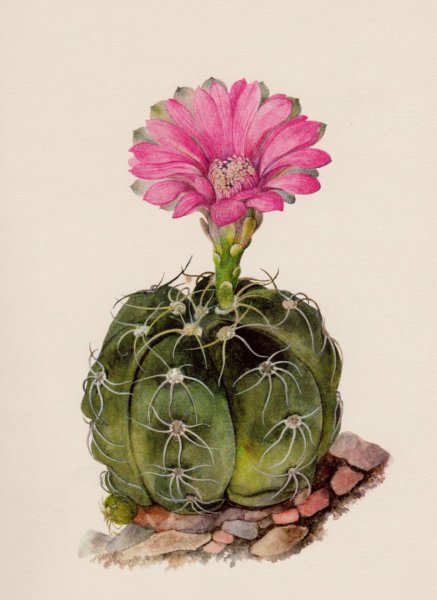 Vintage Cactus Botanical