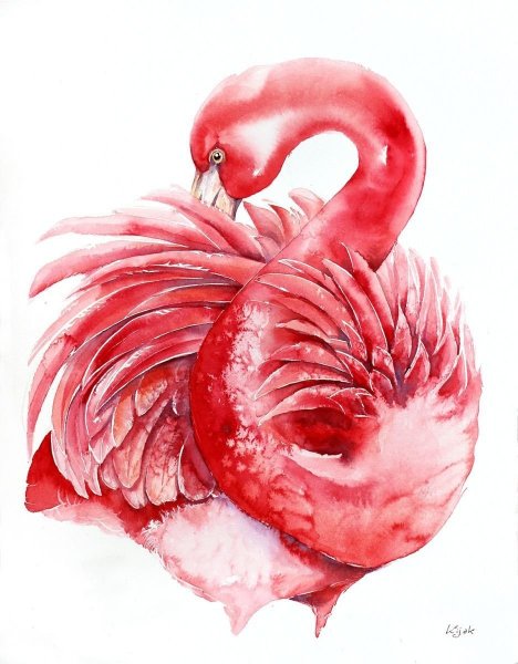 Фламинго иллюстрации акварелью