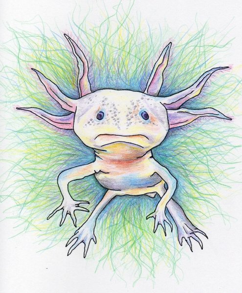 Аксолотль Art