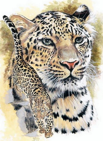 Зарисовки леопарда
