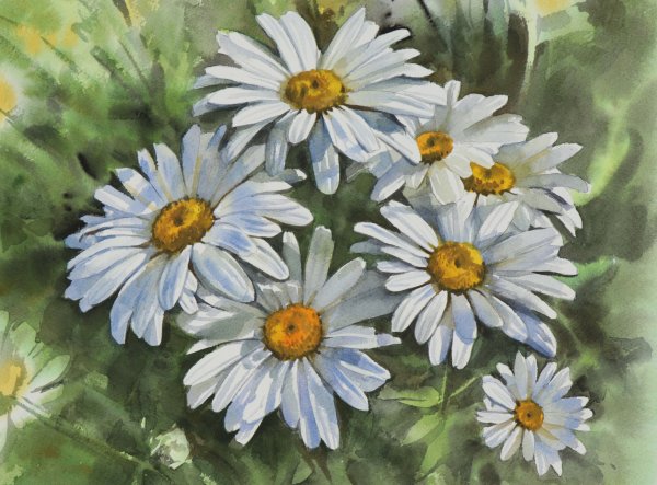 Ромашки красками