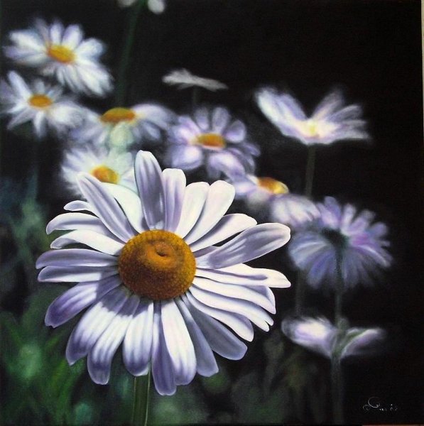 Ромашки арты