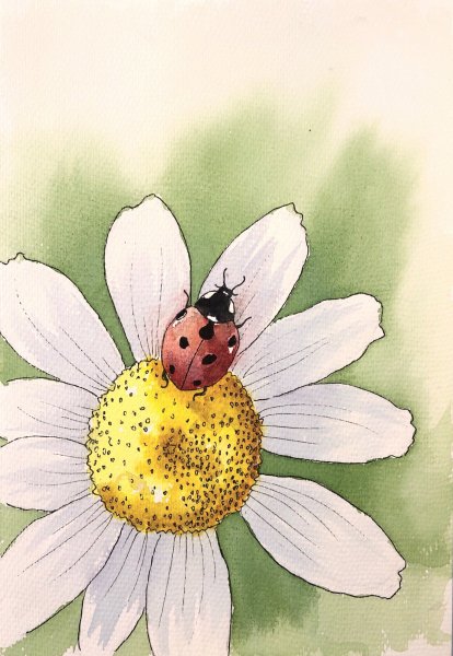 Ромашка карандашом цветом