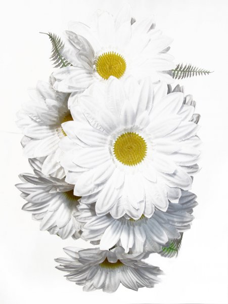 Цветы арт ромашки