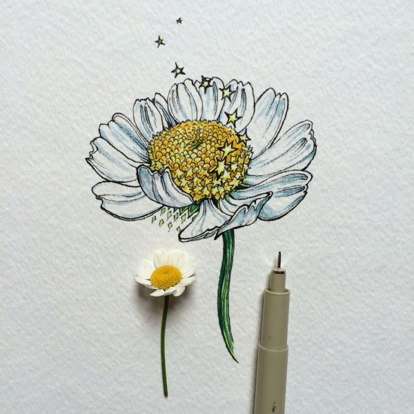 Тату Ромашка