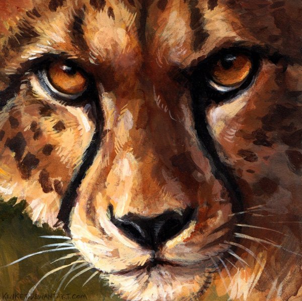 Красивые рисунки гепарда