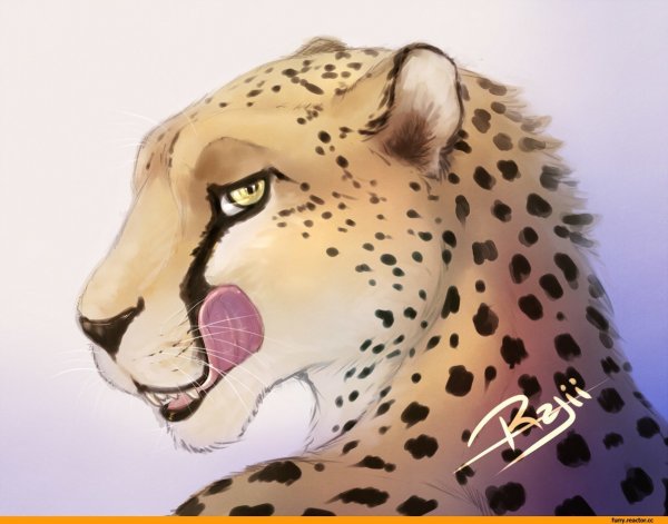 Красивые арты гепардов