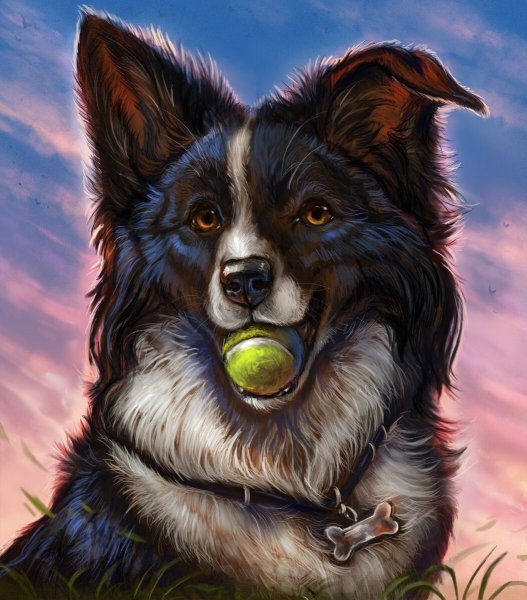 Бордер колли фурри арт
