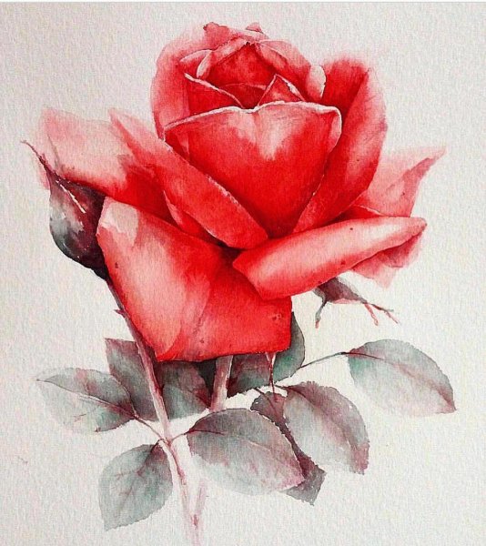 Красные розы