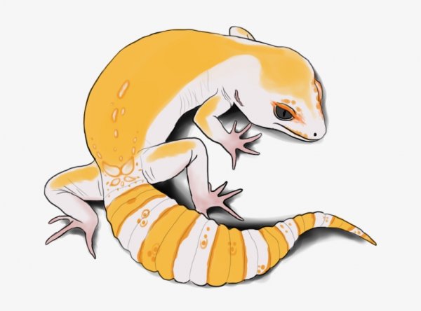 Геккон эублефар арт