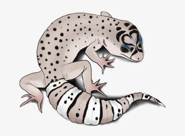 Ящерица геккон эублефар арт