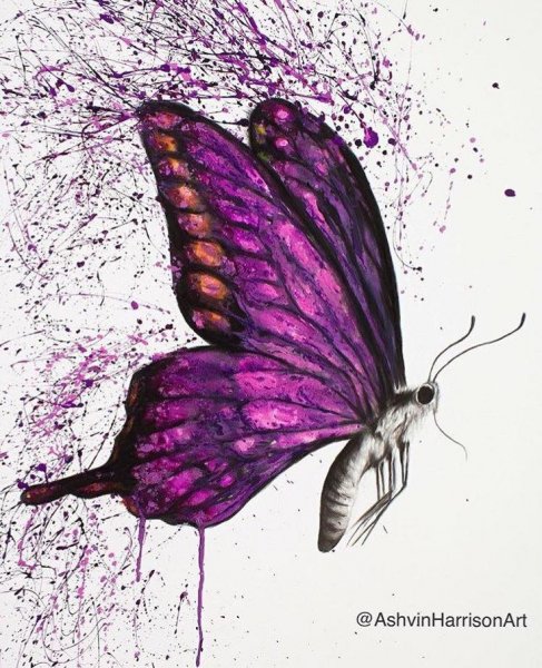 Красивая бабочка арт