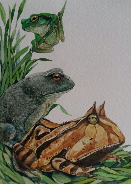 Габеева лягушки