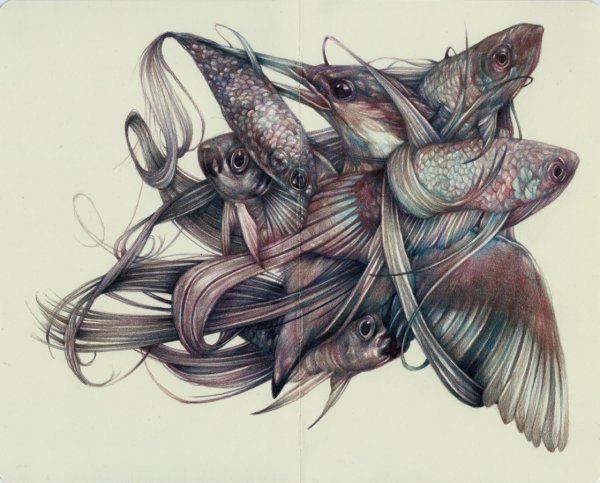 Marco Mazzoni птицы