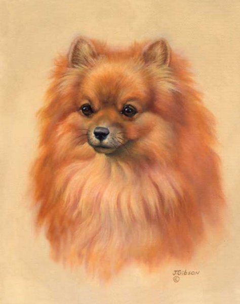 Шпиц померанский карликовый