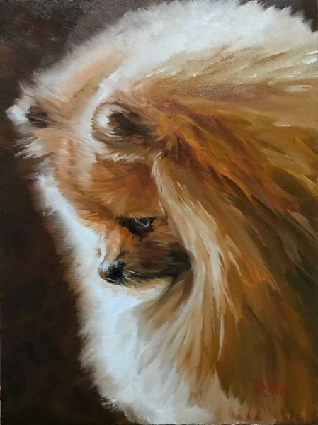 Шпиц немецкий портрет