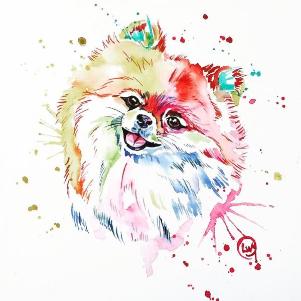 Собака шпиц акварелью