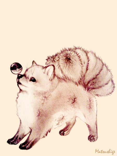 Померанский шпиц референс