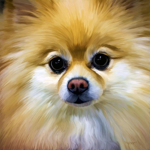 Портрет собаки шпица