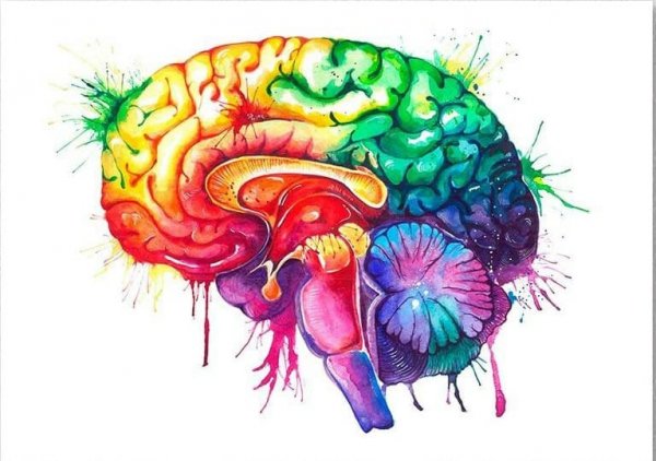 Цветной мозг