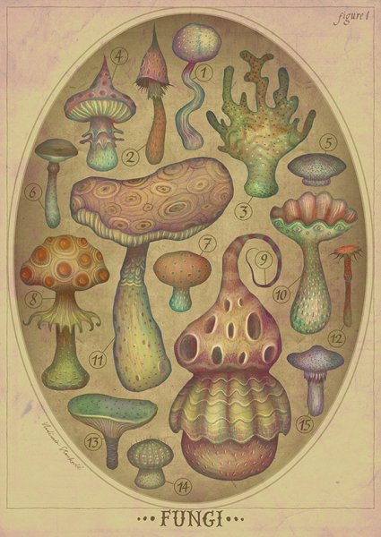 Грибы Графика