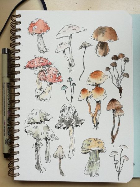 Скетч грибы акварелью