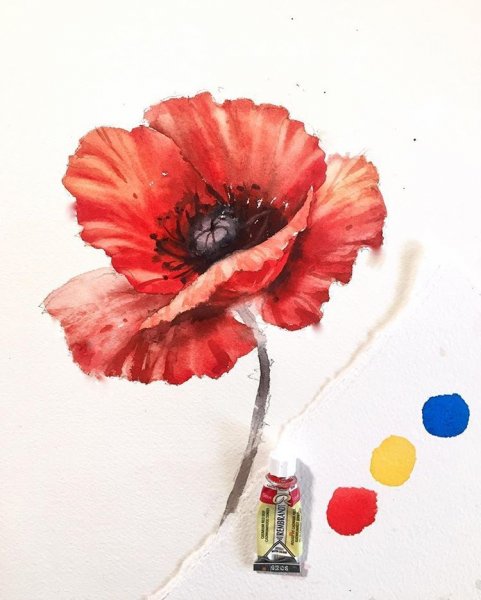 Маки акварель просто