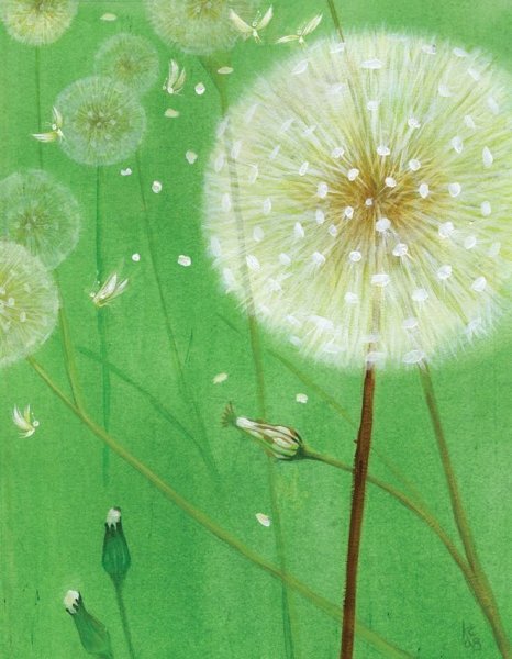 Картина белые одуванчики