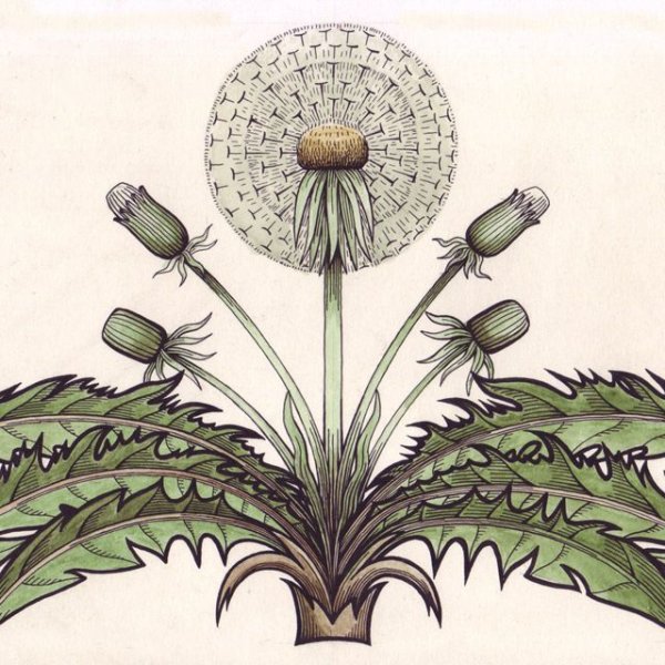 Стилизованный одуванчик