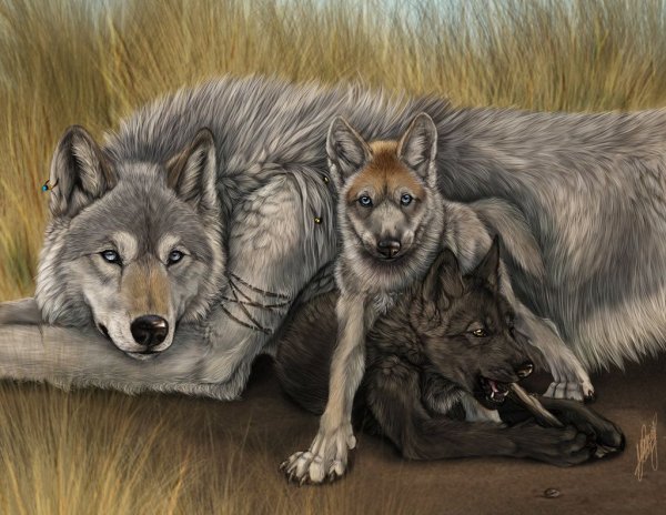 Волк семья фэнтези