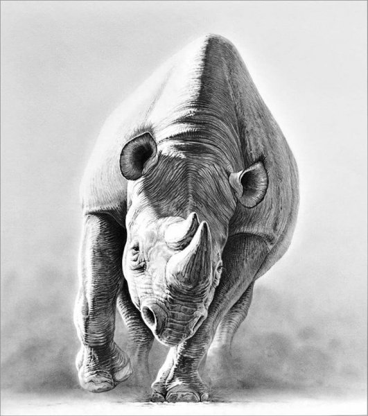 Носорог карандашом