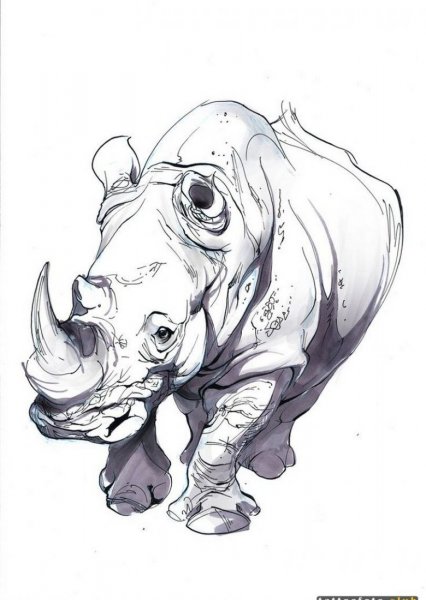 Носорог скетч
