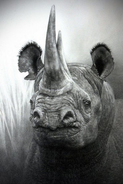 Рисование носорога