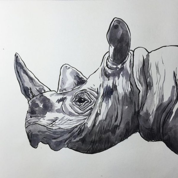 Кисть носорога