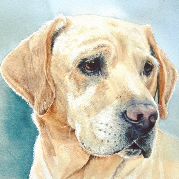 Лабрадор портрет