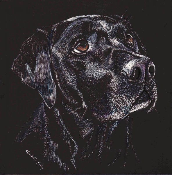 Лабрадор чб