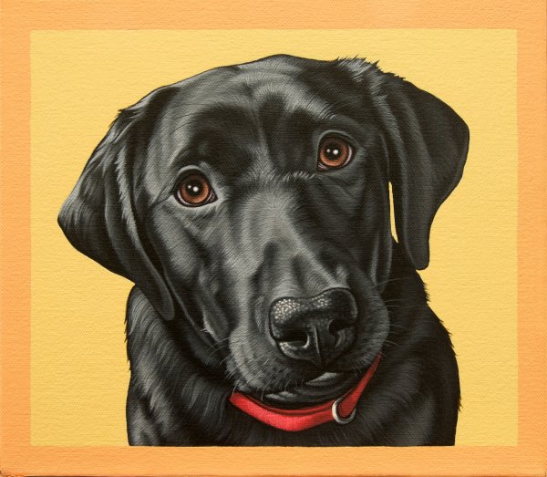 Лабрадор портрет