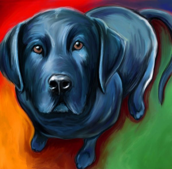 Черный лабрадор арты