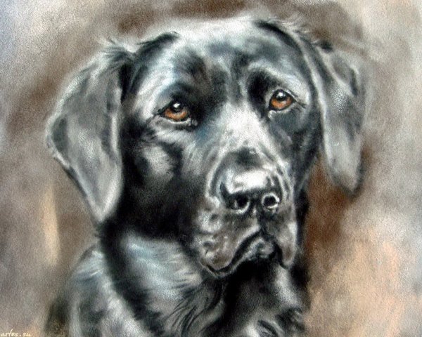 Художники анималисты пастель