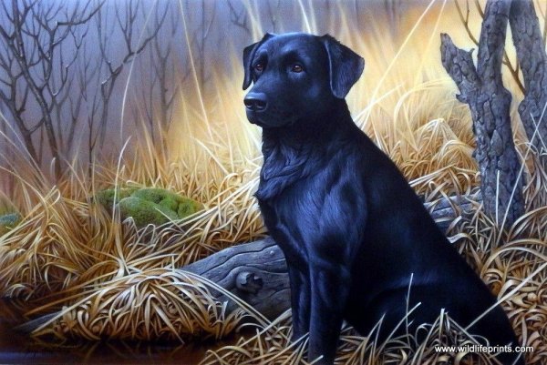 Что такое подружейная собака лабрадор