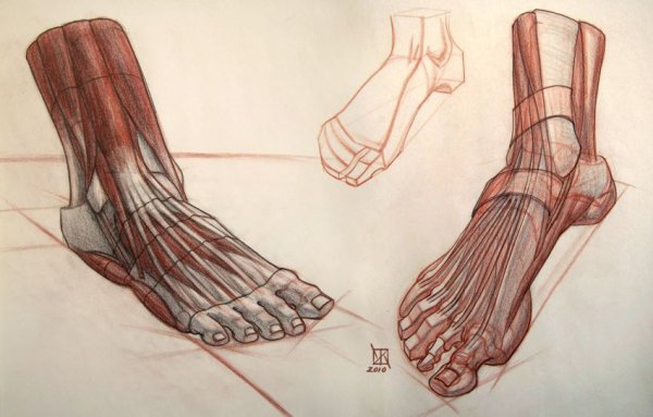 Референсы ног