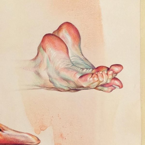 Стопа анатомия для художников