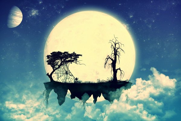 Дерево на фоне Луны