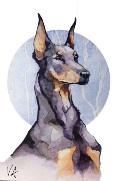 Доберман акварелью