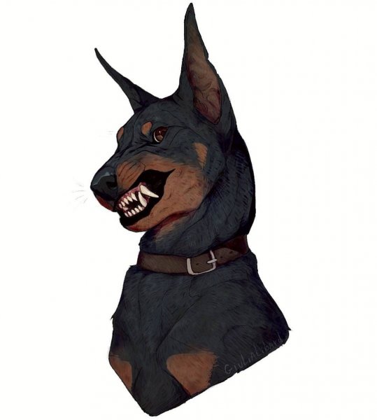 Доберман пинчер референсы