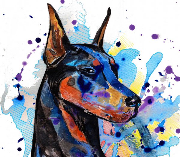 Доберман пинчер акварель