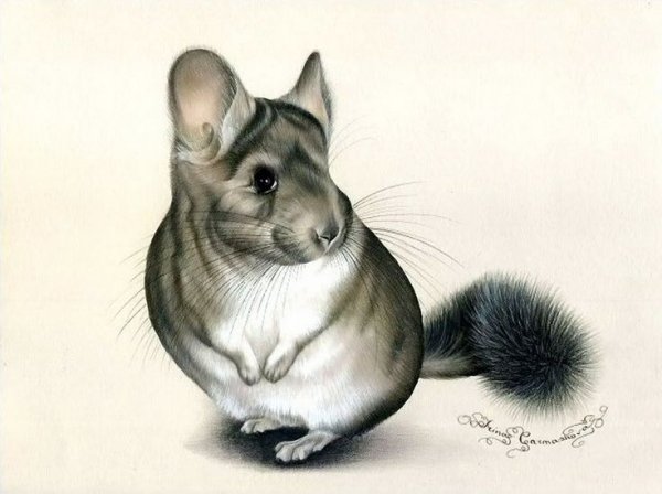 Зарисовки шиншилл