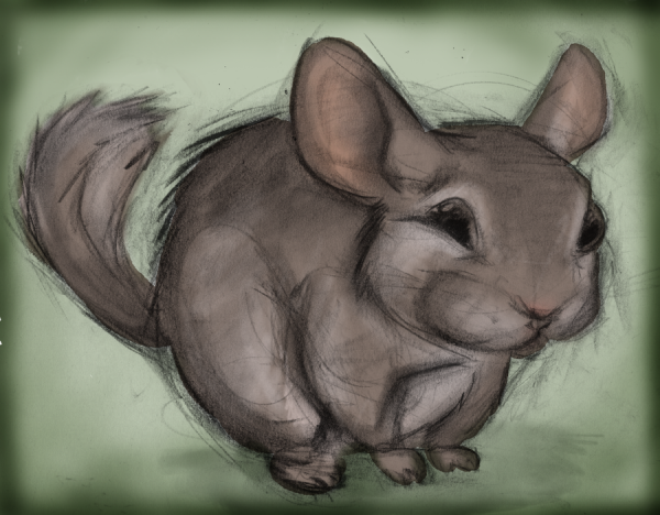 Зарисовки шиншилл