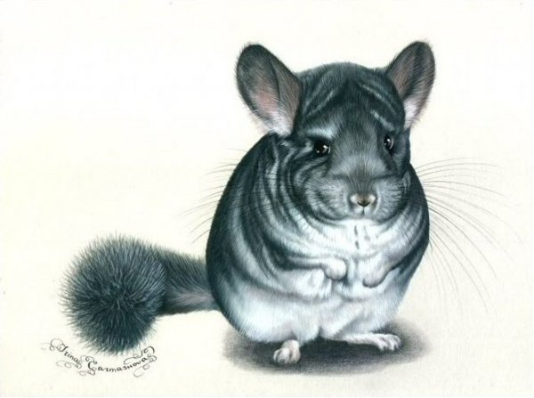 Стилизация шиншилл