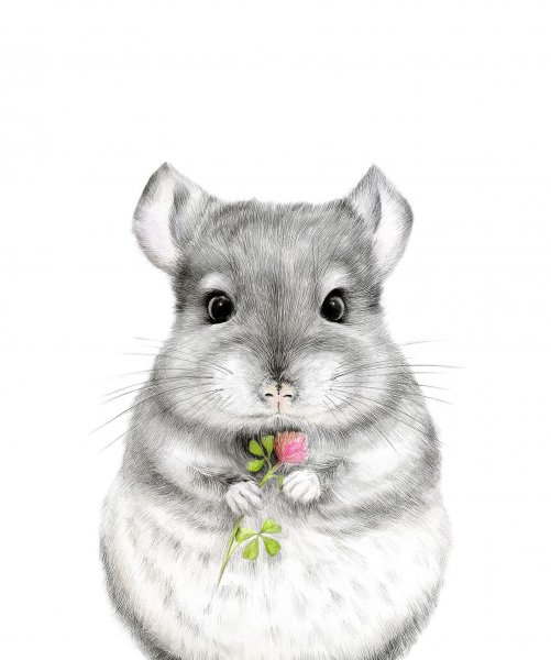 Шиншилла мультяшная